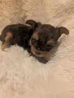 Lucas, a female Yorkshire Terrier for sale in Harrison, AR – Photo 4 of 5