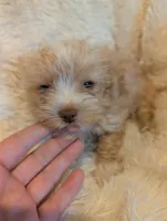 Levi, a female Yorkshire Terrier for sale in Harrison, AR – Photo 7 of 7