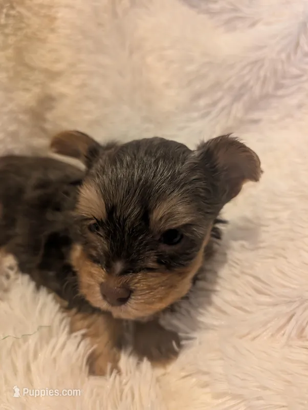 Lucas – Yorkshire Terrier puppy for sale in Harrison, AR