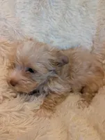 Levi, a female Yorkshire Terrier for sale in Harrison, AR – Photo 5 of 7