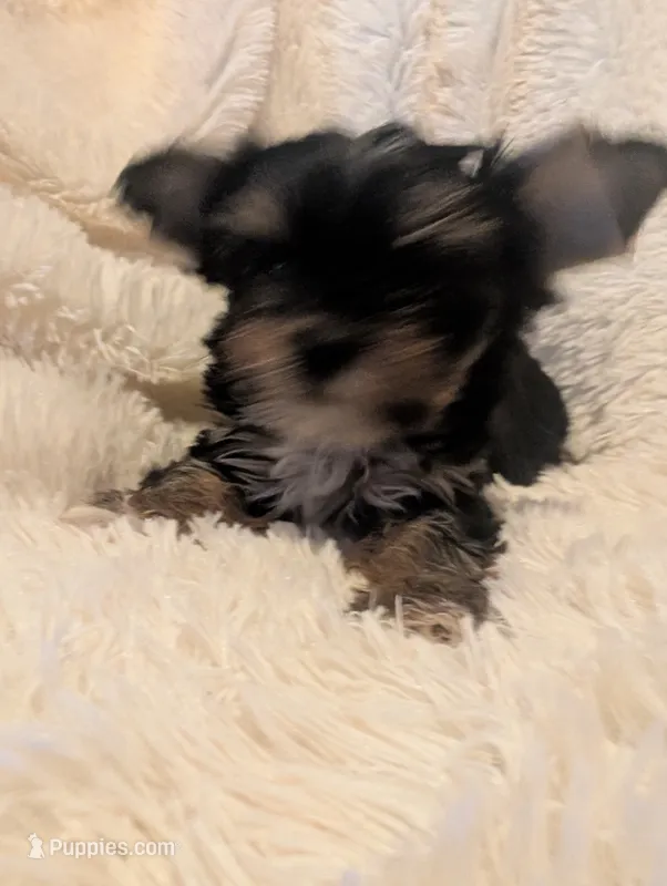 Nelly's girl #1 – Yorkshire Terrier puppy for sale in Harrison, AR