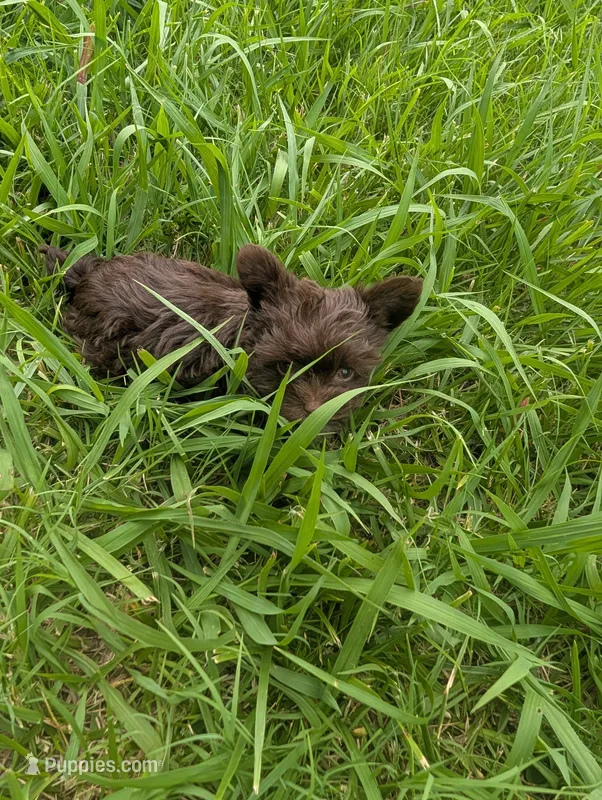 Neele – Yorkshire Terrier puppy for sale in Harrison, AR