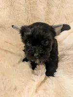 Blossom's boy, a male Yorkshire Terrier for sale in Harrison, AR – 4 of 4
