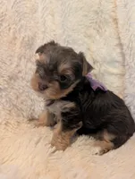 Lilly's girl, a female Yorkshire Terrier for sale in Harrison, AR – 1 of 2
