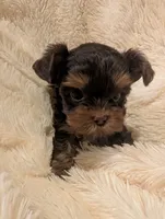 Nelly's girl #3, a female Yorkshire Terrier for sale in Harrison, AR – 3 of 4