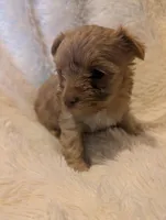 Lucky, a female Yorkshire Terrier for sale in Harrison, AR – Photo 2 of 5