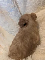 Lucky, a female Yorkshire Terrier for sale in Harrison, AR – Photo 3 of 5