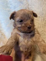 Lucky, a female Yorkshire Terrier for sale in Harrison, AR – Photo 4 of 5