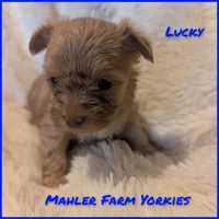 Lucky, a female Yorkshire Terrier for sale in Harrison, AR – Photo 5 of 5