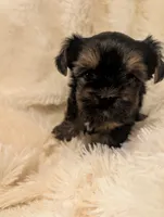 Nelly's girl #2, a female Yorkshire Terrier for sale in Harrison, AR – 3 of 5