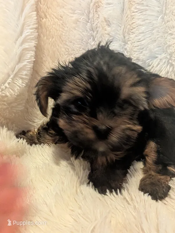 Nelly's girl #2 – Yorkshire Terrier puppy for sale in Harrison, AR