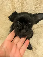 Brandon, a male Yorkshire Terrier for sale in Harrison, AR – Photo 7 of 7