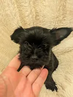 Brandon, a male Yorkshire Terrier for sale in Harrison, AR – Photo 5 of 7