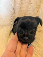 Brandon, a male Yorkshire Terrier for sale in Harrison, AR – Photo 4 of 7