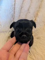 Brandon, a male Yorkshire Terrier for sale in Harrison, AR – Photo 2 of 7