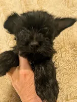 Brandon, a male Yorkshire Terrier for sale in Harrison, AR – Photo 6 of 7