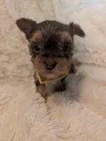 Lilly's Boy 1, a male Yorkshire Terrier for sale in Harrison, AR – 2 of 2