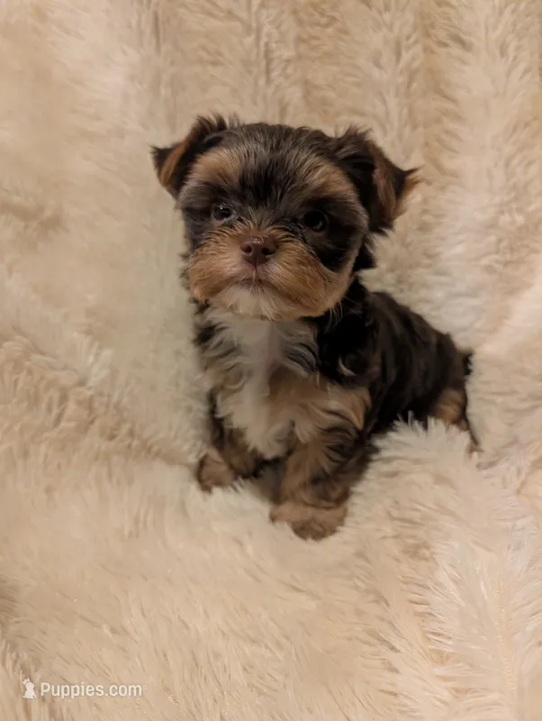 Lilly's boy 2 – Yorkshire Terrier puppy for sale in Harrison, AR