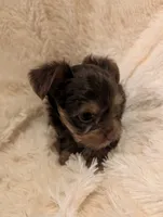 Nelly's Boy #1, a male Yorkshire Terrier for sale in Harrison, AR – 4 of 5