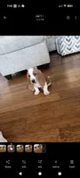 Basset boy, a male Basset Hound for sale in Harrison, AR – 2 of 5