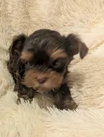 Nelly's girl #3, a female Yorkshire Terrier for sale in Harrison, AR – 4 of 4