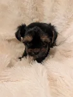 Nelly's girl #2, a female Yorkshire Terrier for sale in Harrison, AR – 1 of 5