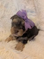 Lilly's girl, a female Yorkshire Terrier for sale in Harrison, AR – 2 of 2