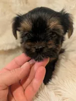 Nelly's girl #2, a female Yorkshire Terrier for sale in Harrison, AR – 2 of 5