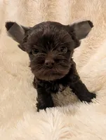 Nelly's boy #2, a male Yorkshire Terrier for sale in Harrison, AR – 2 of 4