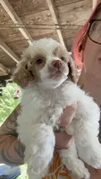Winston, a male Poodle - Miniature  for sale in Salem, OR – 4 of 6