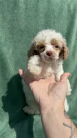 Winston, a male Poodle - Miniature  for sale in Salem, OR – 2 of 6