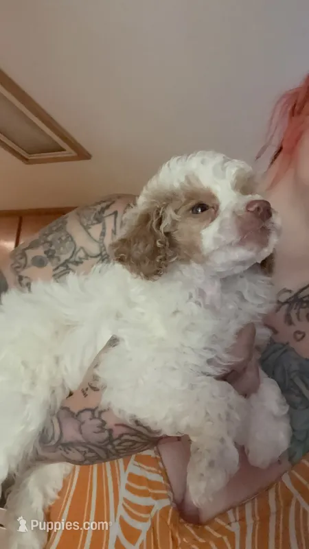 Winston – Poodle - Miniature  puppy for sale in Salem, OR