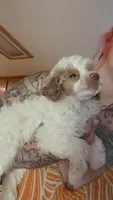 Winston, a male Poodle - Miniature  for sale in Salem, OR – 1 of 6
