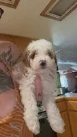 Bruce, a male Poodle - Miniature  for sale in Salem, OR – 7 of 10