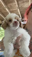 Winston, a male Poodle - Miniature  for sale in Salem, OR – 5 of 6