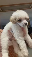 Dolce, a male Poodle - Miniature  for sale in Salem, OR – 3 of 8
