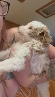 Bruce, a male Poodle - Miniature  for sale in Salem, OR – 2 of 10