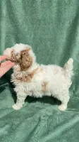 Bruce, a male Poodle - Miniature  for sale in Salem, OR – 10 of 10