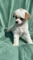 Dolce, a male Poodle - Miniature  for sale in Salem, OR – 7 of 8