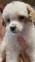Dolce, a male Poodle - Miniature  for sale in Salem, OR – 2 of 8