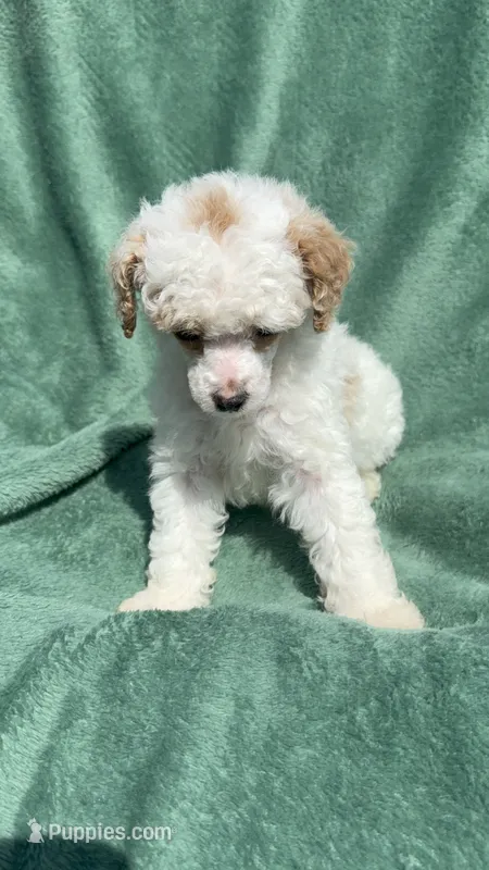 Dolce – Poodle - Miniature  puppy for sale in Salem, OR