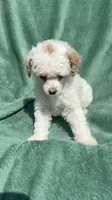 Dolce, a male Poodle - Miniature  for sale in Salem, OR – 1 of 8
