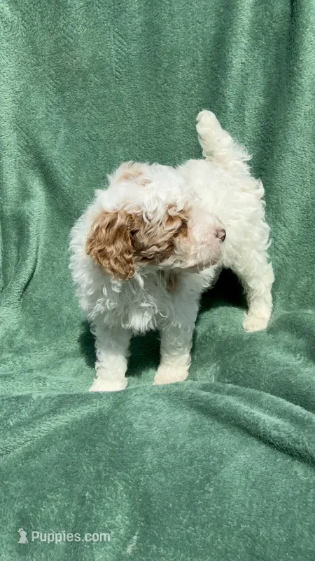 Bruce – Poodle - Miniature  puppy for sale in Salem, OR