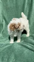 Bruce, a male Poodle - Miniature  for sale in Salem, OR – 1 of 10