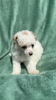 Dolce, a male Poodle - Miniature  for sale in Salem, OR – 6 of 8