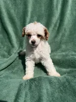 Dolce, a male Poodle - Miniature  for sale in Salem, OR – 8 of 8