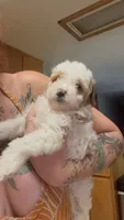 Bruce, a male Poodle - Miniature  for sale in Salem, OR – 8 of 10
