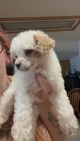 Dolce, a male Poodle - Miniature  for sale in Salem, OR – 4 of 8