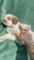 Winston, a male Poodle - Miniature  for sale in Salem, OR – 6 of 6