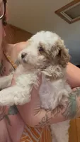 Bruce, a male Poodle - Miniature  for sale in Salem, OR – 4 of 10